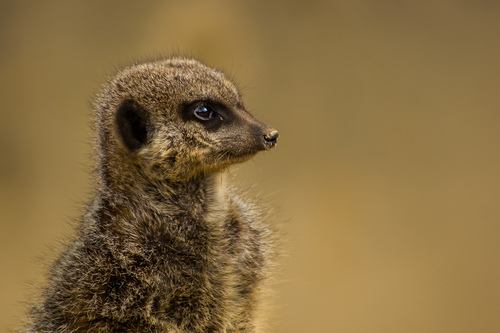 Meerkat close-up