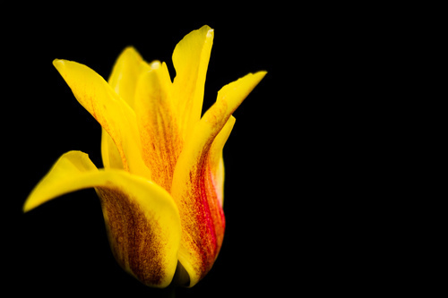 Flor amarela close-up