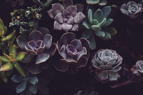 Viola e verde cactus