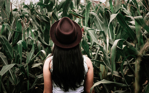 Mujer busca en el campo de maíz