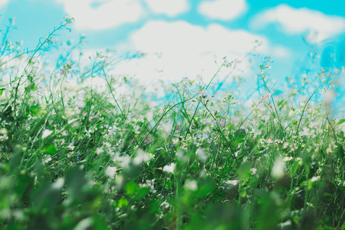 Small meadow flowers