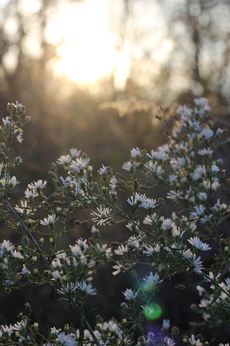 Wild flowers in the sunlight