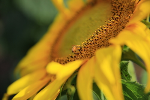 Sunflower close up