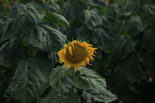 Sunflower with green leaves