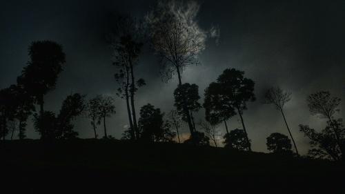 Árvores à noite