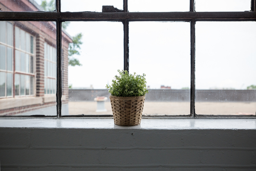 Plante d’intérieur sur une fenêtre