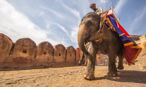 Uomo che guida un elefante