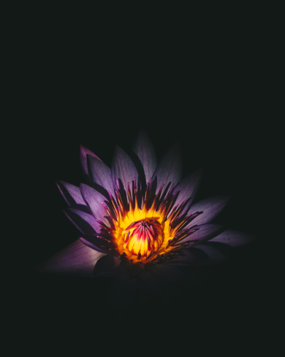 Zářící fialový květ