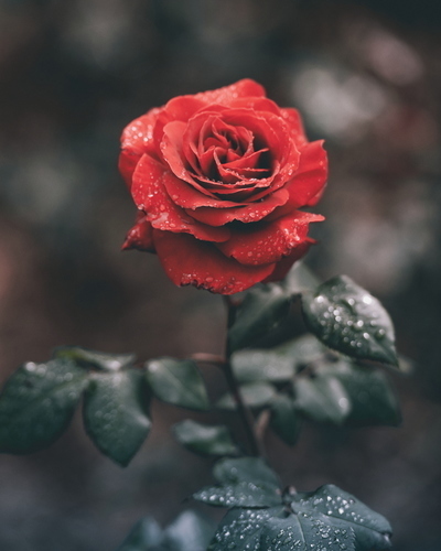 Rosa na růže