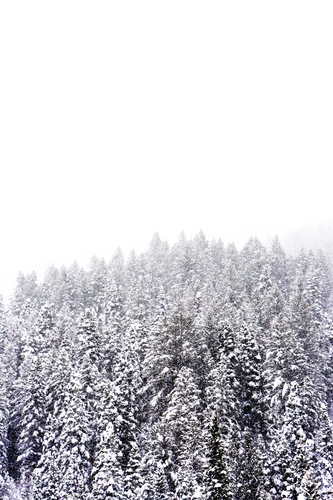Forêt de pins en hiver
