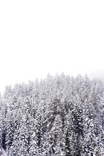 Pine forest in winter