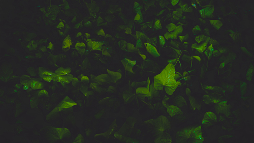 Gröna blad växt