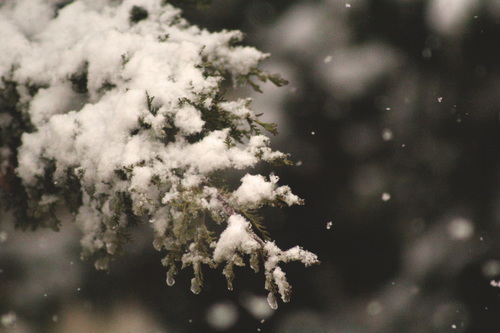 Nieve sobre una rama