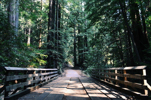 Puente de madera en el bosque
