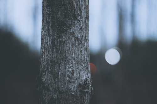 Corteccia di albero