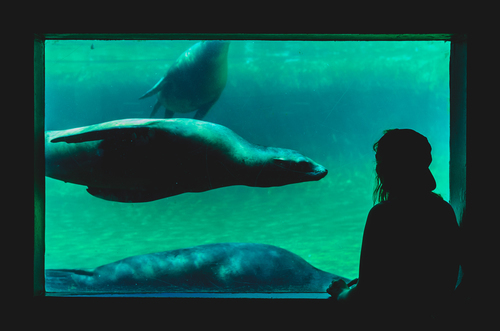 Sea lion i akvarium