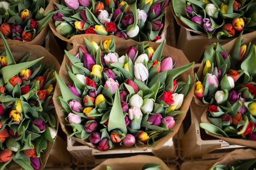 Tulipanes para la venta