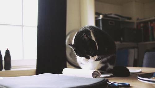Katt sitter på anteckningsboken
