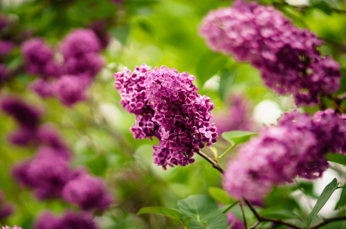 Flores de color púrpura en el jardín