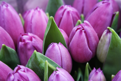 Фіолетовий тюльпани