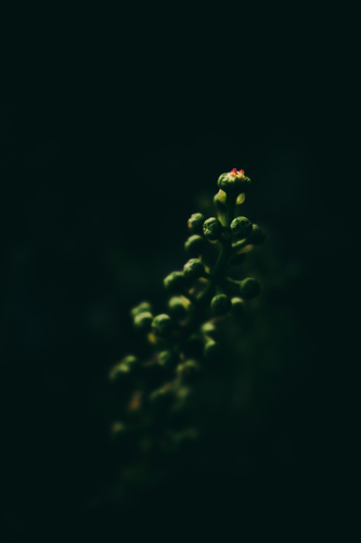 Plant in the dark