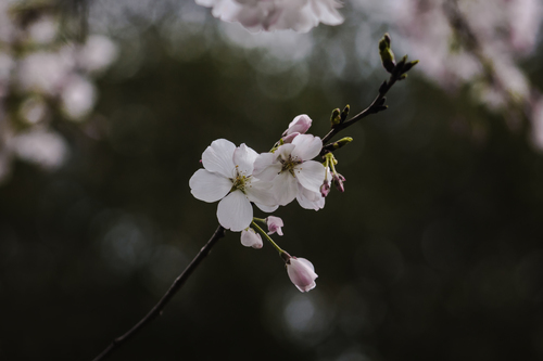 Roz cherry blossom