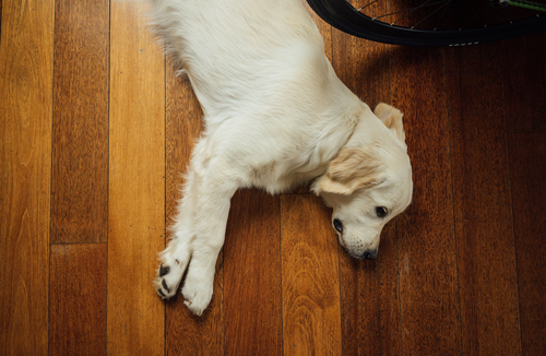 Hond liggend op de vloer