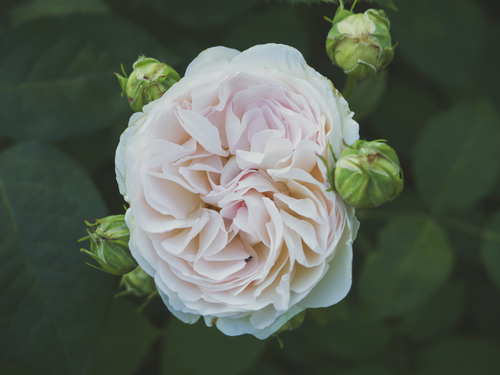 Pink rose with buds