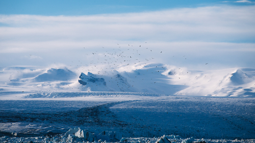 Flock fåglar mot vintern bakgrund