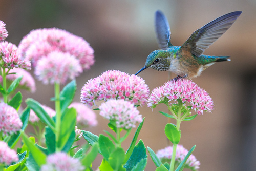 Colibri on pink flowers
