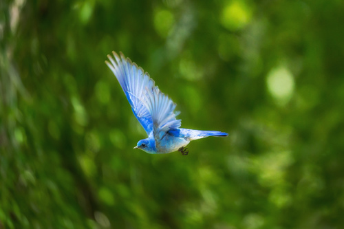 Vliegende blauwe vogel