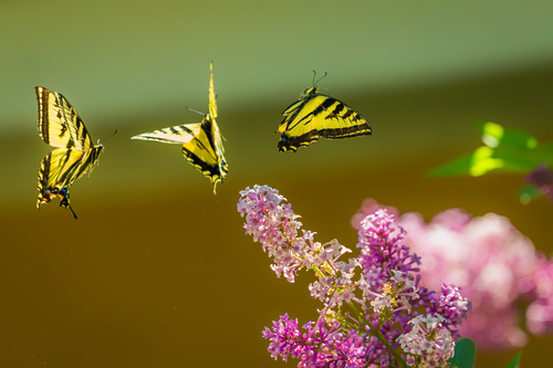 Três borboletas amarelas