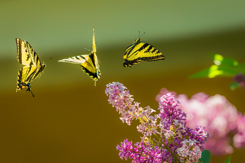 Trois papillons jaunes