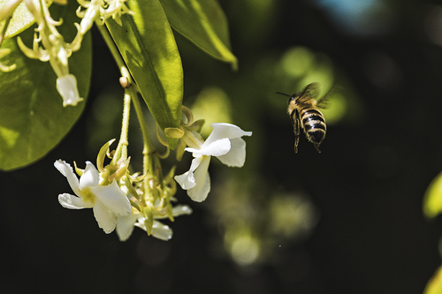 Flor con la abeja de vuelo