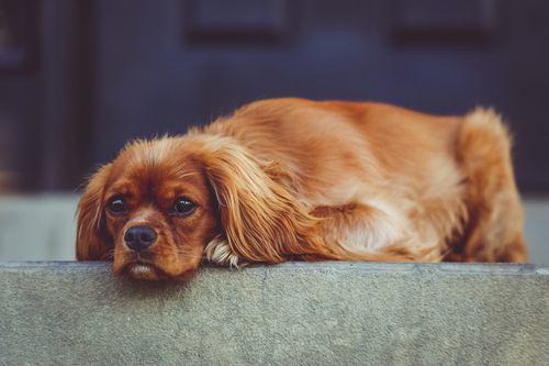 Resting pekingese puppy