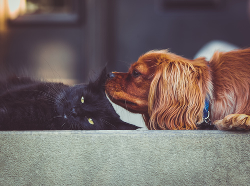 Cão farejador gato