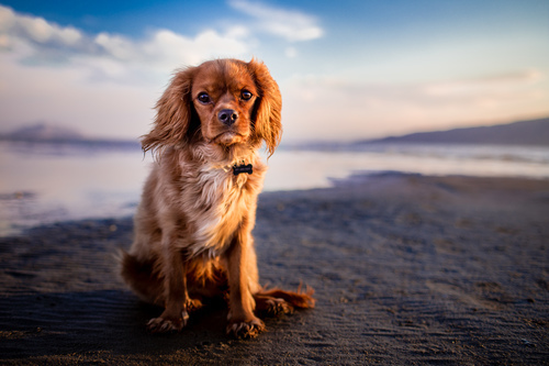 Pekingese som sitter på stranden