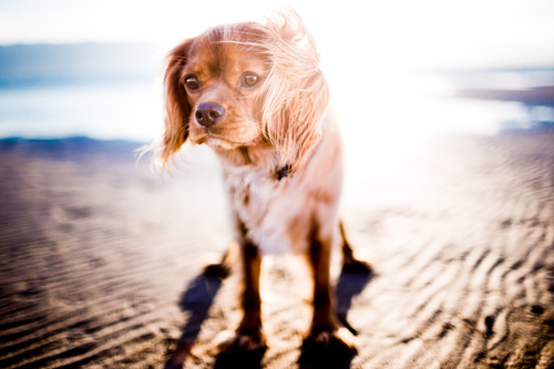 Cachorro pequinês na praia molhada