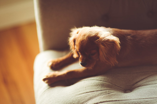 Pekingese stretching on couch