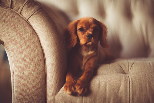 Pekingese on sofa