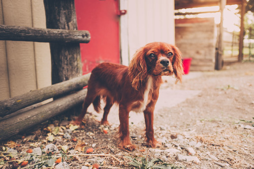 Dog in farmyard