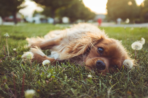 Dog among dandelions