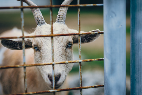 Male goat behind fence