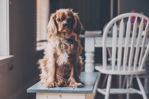 Pekingese on bench