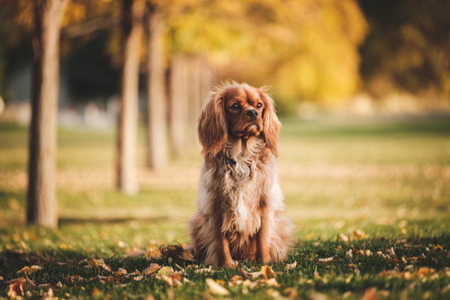 Dog in the park