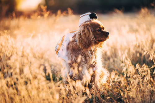 Dressed puppy in field