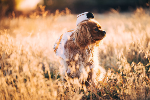 Alandaki giyinmiş köpek yavrusu