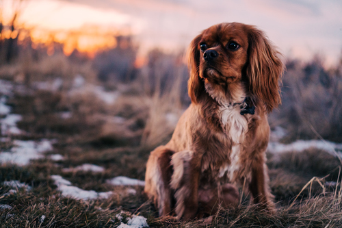 Pekingese in melting snow