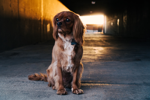 Sitting Pekingese in passage