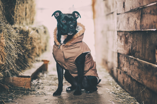 Sentado perro en ropa de invierno